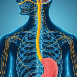Zusammenhang zwischen Antibiotika, Darm und Nervensystem