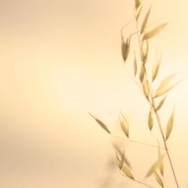 Haferflocken helfen, Stress im Körper zu beruhigen