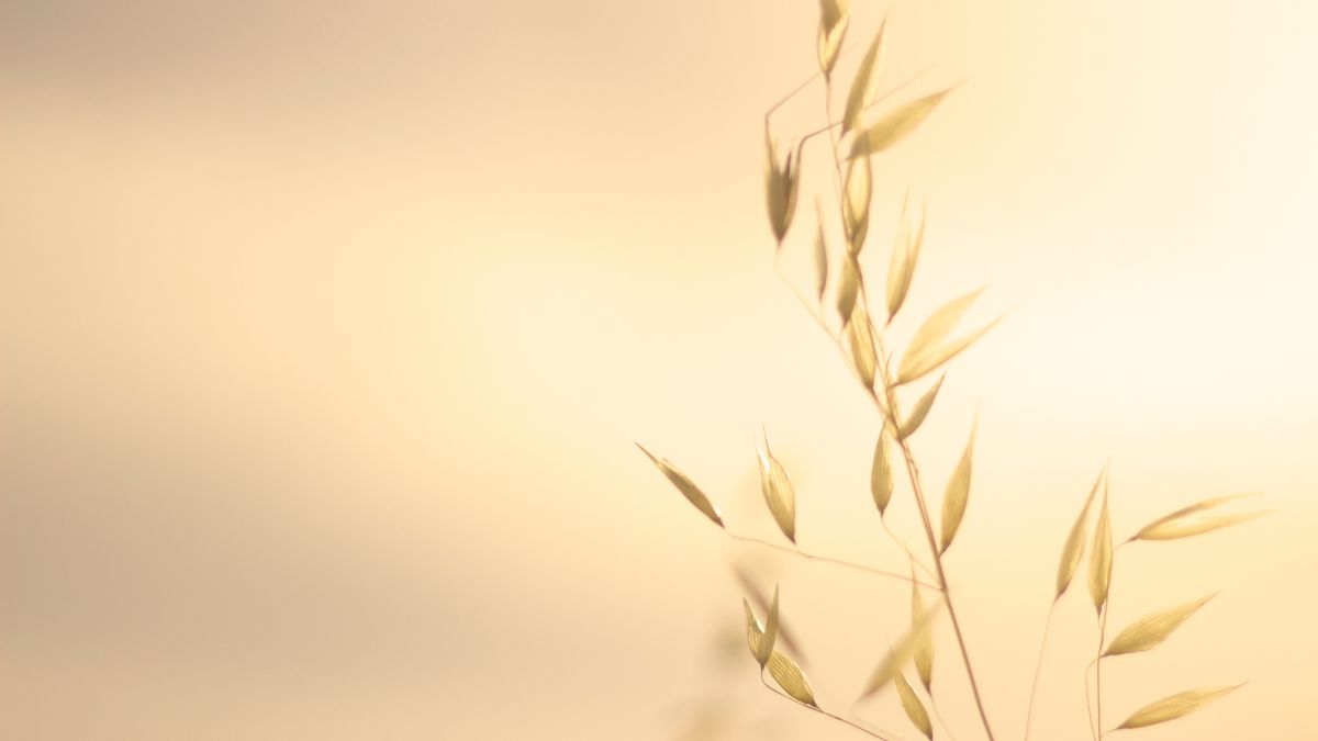 Haferflocken als nervenstärkende Lebensmittel bei Stress